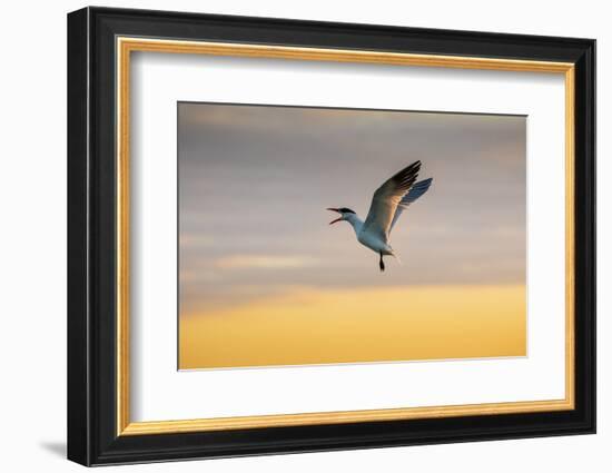 Royal tern (Sterna maxima) calling.-Larry Ditto-Framed Photographic Print