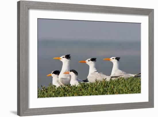 Royal Tern (Sterna Maxima) Nesting in a Colony, Texas, USA-Larry Ditto-Framed Photographic Print