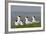 Royal Tern (Sterna Maxima) Nesting in a Colony, Texas, USA-Larry Ditto-Framed Photographic Print