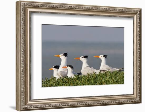 Royal Tern (Sterna Maxima) Nesting in a Colony, Texas, USA-Larry Ditto-Framed Photographic Print