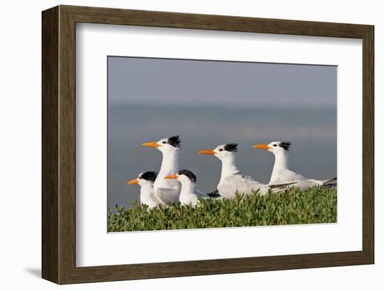 Royal Tern (Sterna Maxima) Nesting in a Colony, Texas, USA-Larry Ditto-Framed Photographic Print