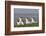 Royal Tern (Sterna Maxima) Nesting in a Colony, Texas, USA-Larry Ditto-Framed Photographic Print