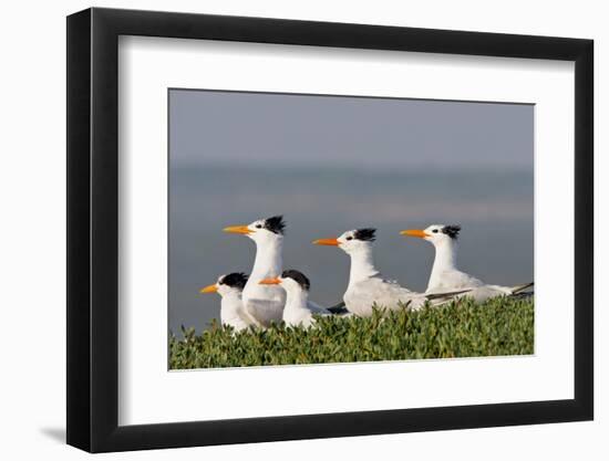 Royal Tern (Sterna Maxima) Nesting in a Colony, Texas, USA-Larry Ditto-Framed Photographic Print