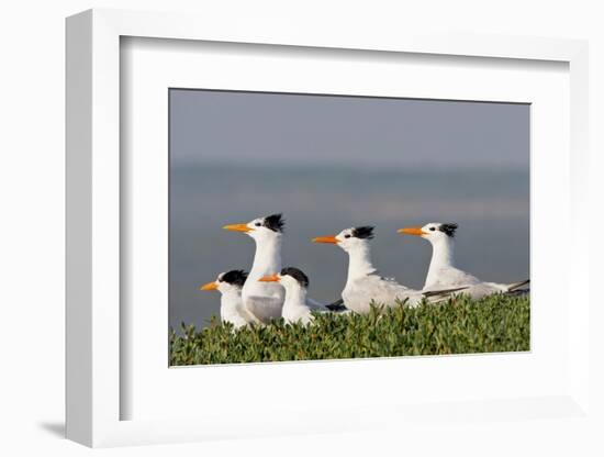 Royal Tern (Sterna Maxima) Nesting in a Colony, Texas, USA-Larry Ditto-Framed Photographic Print