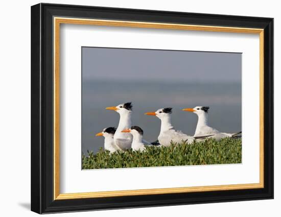 Royal Tern (Sterna Maxima) Nesting in a Colony, Texas, USA-Larry Ditto-Framed Photographic Print