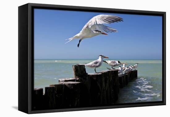 Royal Terns Flying Above the Turquoise Waters of the Gulf of Mexico Off of Holbox Island, Mexico-Karine Aigner-Framed Premier Image Canvas