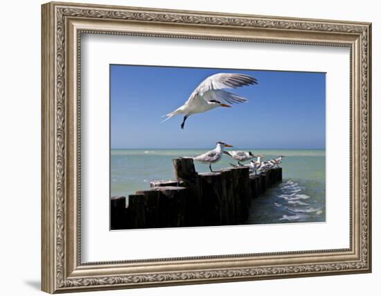 Royal Terns Flying Above the Turquoise Waters of the Gulf of Mexico Off of Holbox Island, Mexico-Karine Aigner-Framed Photographic Print