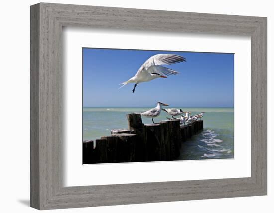 Royal Terns Flying Above the Turquoise Waters of the Gulf of Mexico Off of Holbox Island, Mexico-Karine Aigner-Framed Photographic Print