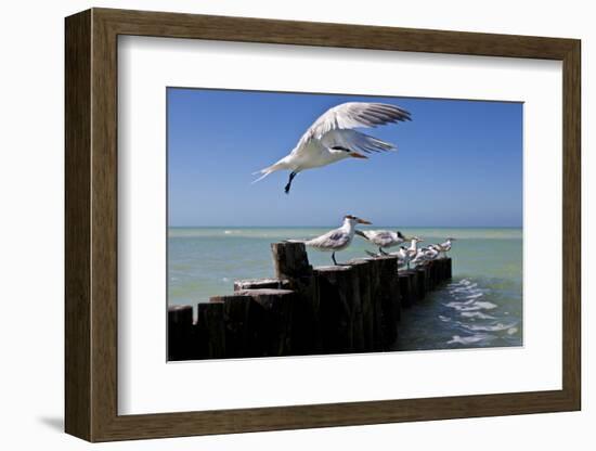 Royal Terns Flying Above the Turquoise Waters of the Gulf of Mexico Off of Holbox Island, Mexico-Karine Aigner-Framed Photographic Print