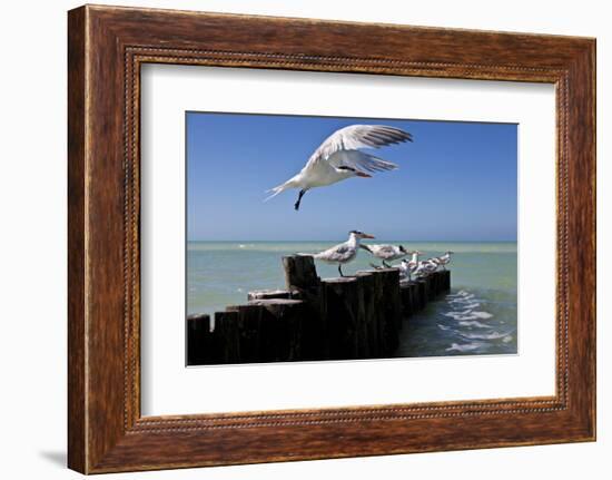 Royal Terns Flying Above the Turquoise Waters of the Gulf of Mexico Off of Holbox Island, Mexico-Karine Aigner-Framed Photographic Print