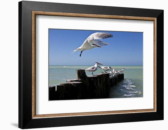 Royal Terns Flying Above the Turquoise Waters of the Gulf of Mexico Off of Holbox Island, Mexico-Karine Aigner-Framed Photographic Print
