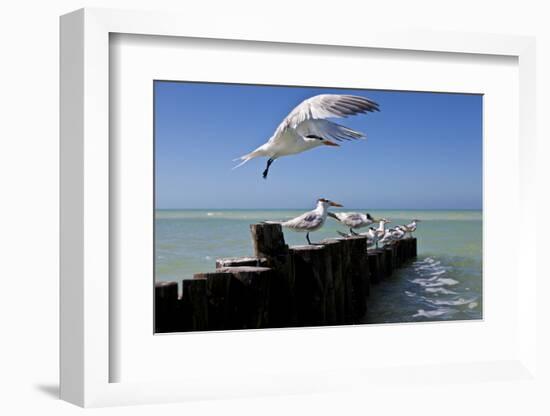 Royal Terns Flying Above the Turquoise Waters of the Gulf of Mexico Off of Holbox Island, Mexico-Karine Aigner-Framed Photographic Print