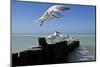 Royal Terns Flying Above the Turquoise Waters of the Gulf of Mexico Off of Holbox Island, Mexico-Karine Aigner-Mounted Photographic Print