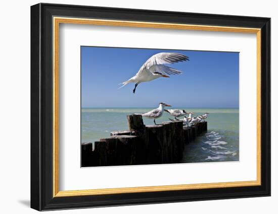 Royal Terns Flying Above the Turquoise Waters of the Gulf of Mexico Off of Holbox Island, Mexico-Karine Aigner-Framed Photographic Print