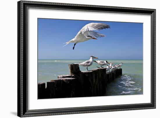 Royal Terns Flying Above the Turquoise Waters of the Gulf of Mexico Off of Holbox Island, Mexico-Karine Aigner-Framed Photographic Print