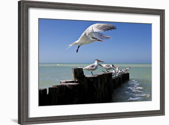 Royal Terns Flying Above the Turquoise Waters of the Gulf of Mexico Off of Holbox Island, Mexico-Karine Aigner-Framed Photographic Print