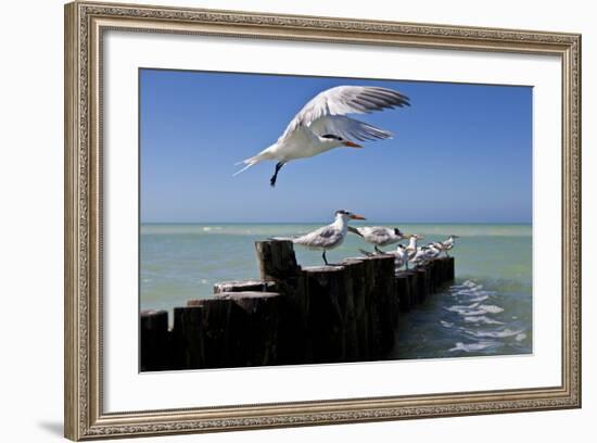 Royal Terns Flying Above the Turquoise Waters of the Gulf of Mexico Off of Holbox Island, Mexico-Karine Aigner-Framed Photographic Print