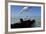 Royal Terns Flying Above the Turquoise Waters of the Gulf of Mexico Off of Holbox Island, Mexico-Karine Aigner-Framed Photographic Print