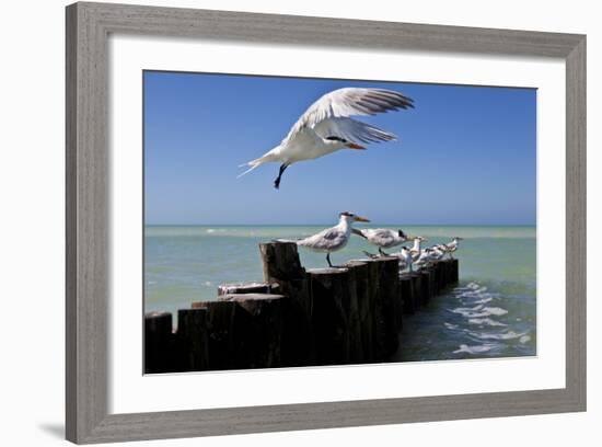 Royal Terns Flying Above the Turquoise Waters of the Gulf of Mexico Off of Holbox Island, Mexico-Karine Aigner-Framed Photographic Print