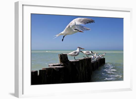 Royal Terns Flying Above the Turquoise Waters of the Gulf of Mexico Off of Holbox Island, Mexico-Karine Aigner-Framed Photographic Print