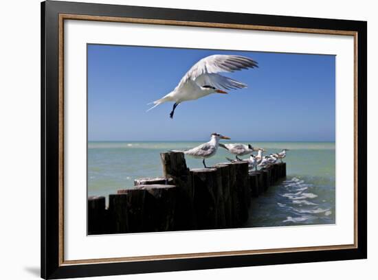 Royal Terns Flying Above the Turquoise Waters of the Gulf of Mexico Off of Holbox Island, Mexico-Karine Aigner-Framed Photographic Print