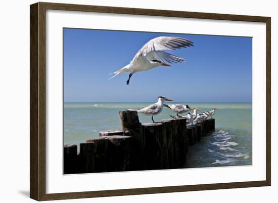 Royal Terns Flying Above the Turquoise Waters of the Gulf of Mexico Off of Holbox Island, Mexico-Karine Aigner-Framed Photographic Print