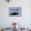 Royal Terns Flying Above the Turquoise Waters of the Gulf of Mexico Off of Holbox Island, Mexico-Karine Aigner-Framed Photographic Print displayed on a wall