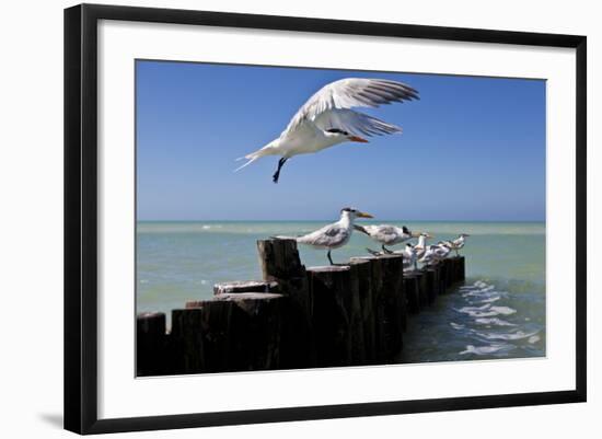 Royal Terns Flying Above the Turquoise Waters of the Gulf of Mexico Off of Holbox Island, Mexico-Karine Aigner-Framed Photographic Print