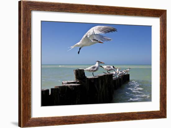 Royal Terns Flying Above the Turquoise Waters of the Gulf of Mexico Off of Holbox Island, Mexico-Karine Aigner-Framed Photographic Print