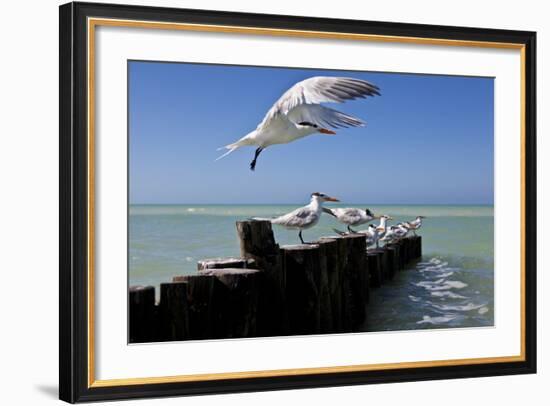 Royal Terns Flying Above the Turquoise Waters of the Gulf of Mexico Off of Holbox Island, Mexico-Karine Aigner-Framed Photographic Print