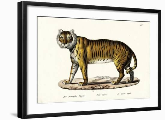 Royal Tiger, 1824-Karl Joseph Brodtmann-Framed Giclee Print