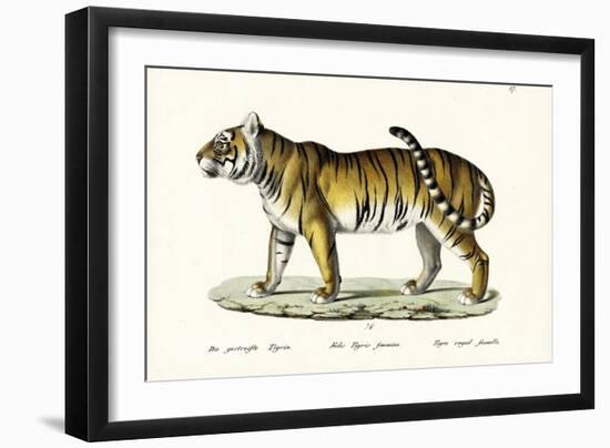 Royal Tiger, 1824-Karl Joseph Brodtmann-Framed Giclee Print