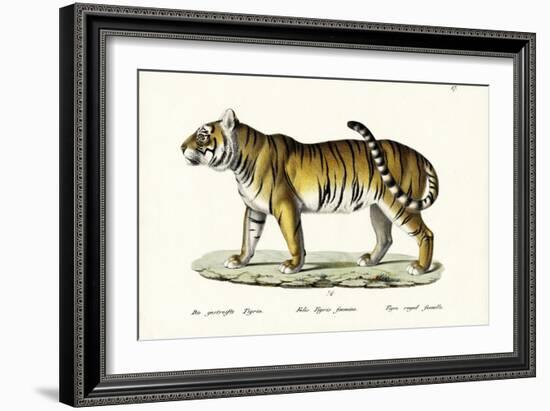 Royal Tiger, 1824-Karl Joseph Brodtmann-Framed Giclee Print