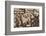 Royal tour of Wales, c1920s (1935)-Unknown-Framed Photographic Print