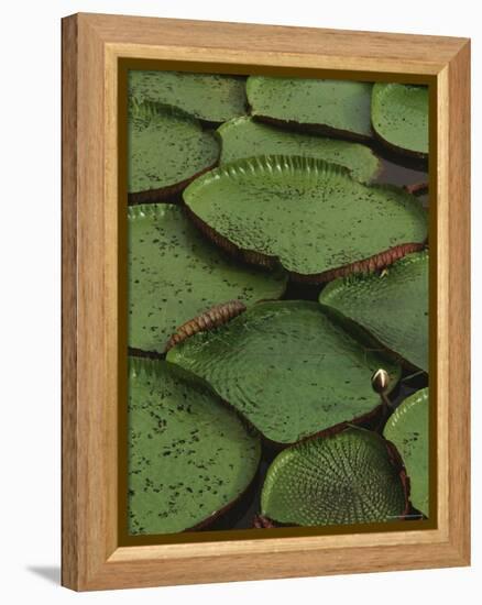 Royal Water Lily Leaves, World's Largest Lily, Brazil-Staffan Widstrand-Framed Premier Image Canvas