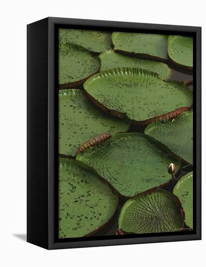 Royal Water Lily Leaves, World's Largest Lily, Brazil-Staffan Widstrand-Framed Premier Image Canvas