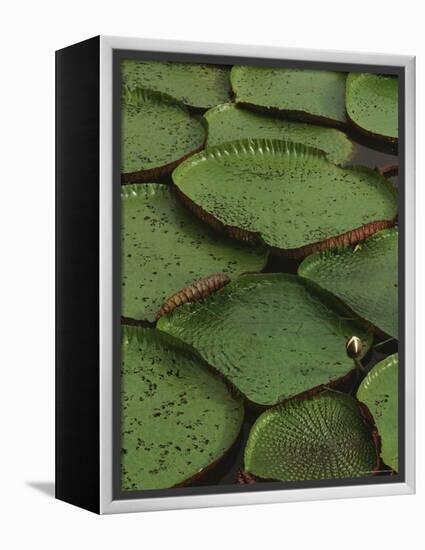 Royal Water Lily Leaves, World's Largest Lily, Brazil-Staffan Widstrand-Framed Premier Image Canvas