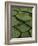 Royal Water Lily Leaves, World's Largest Lily, Brazil-Staffan Widstrand-Framed Photographic Print