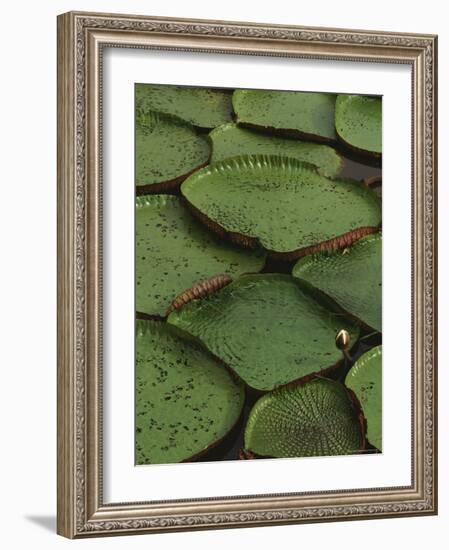 Royal Water Lily Leaves, World's Largest Lily, Brazil-Staffan Widstrand-Framed Photographic Print