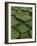 Royal Water Lily Leaves, World's Largest Lily, Brazil-Staffan Widstrand-Framed Photographic Print
