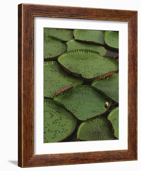 Royal Water Lily Leaves, World's Largest Lily, Brazil-Staffan Widstrand-Framed Photographic Print