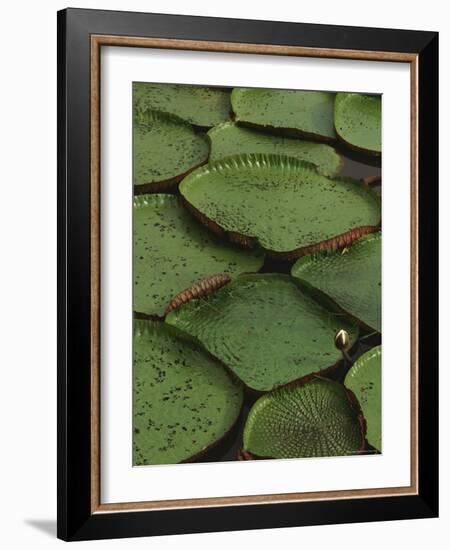 Royal Water Lily Leaves, World's Largest Lily, Brazil-Staffan Widstrand-Framed Photographic Print