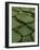 Royal Water Lily Leaves, World's Largest Lily, Brazil-Staffan Widstrand-Framed Photographic Print