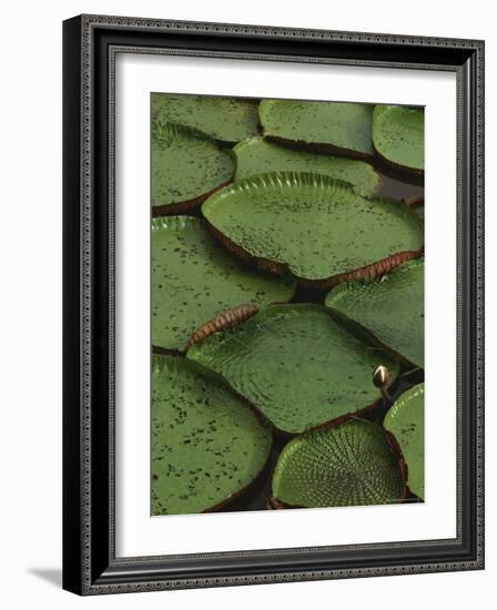 Royal Water Lily Leaves, World's Largest Lily, Brazil-Staffan Widstrand-Framed Photographic Print