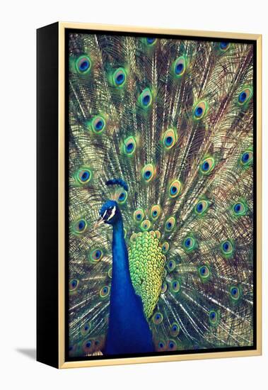 Royally Blue I-Gail Peck-Framed Premier Image Canvas