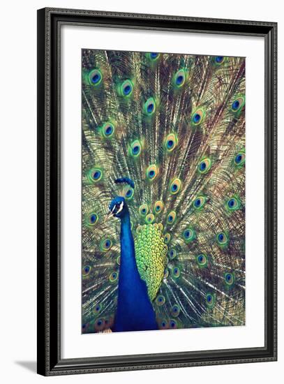 Royally Blue I-Gail Peck-Framed Photographic Print