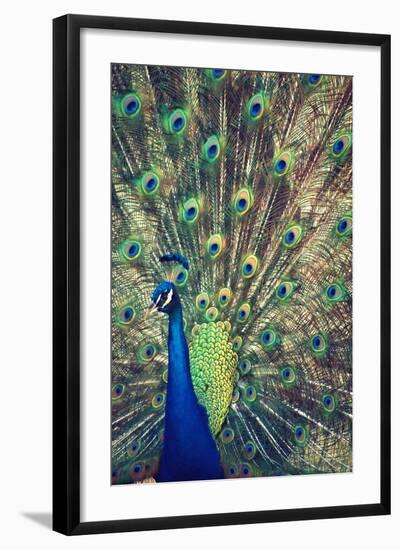 Royally Blue I-Gail Peck-Framed Photographic Print