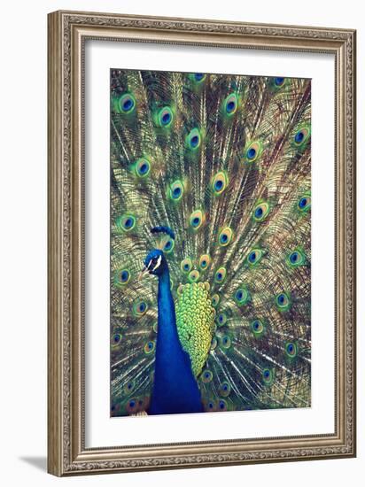 Royally Blue I-Gail Peck-Framed Photographic Print