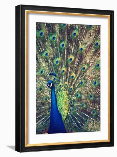 Royally Blue I-Gail Peck-Framed Photographic Print