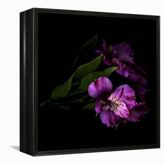 Royalty - Alstroemeria-Magda Indigo-Framed Stretched Canvas